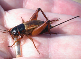 Sand Field Cricket